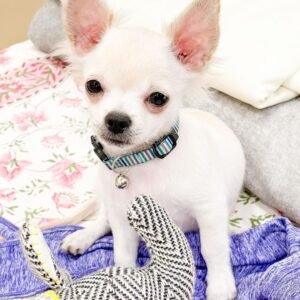 Penny Chihuahua puppy Male - photo 1
