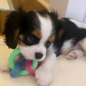 Queen Cavalier King Charles Spaniel puppy Female - photo 1
