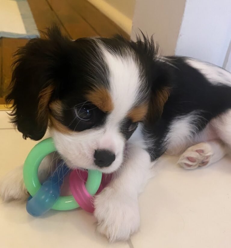 Cachorro Queen - Cavalier King Charles