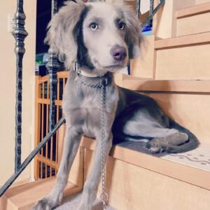 Sino Weimaraner puppy Female - photo 1