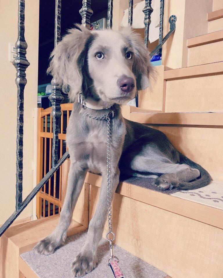 Cachorro Sino - More