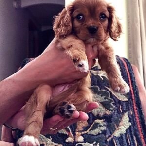Stuey12weeksold Cavalier King Charles Spaniel puppy Male - photo 1