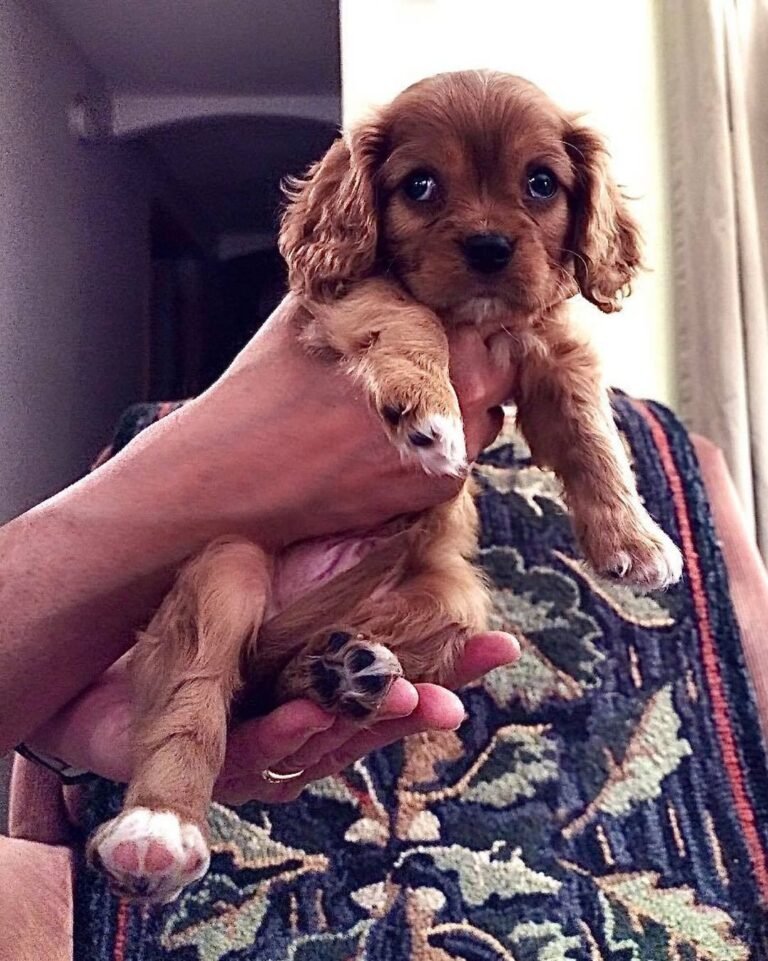 Cachorro Stuey - Cavalier King Charles