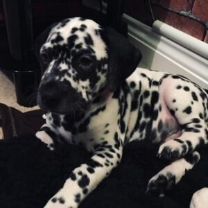 Travis Dalmatian puppy Female - photo 1