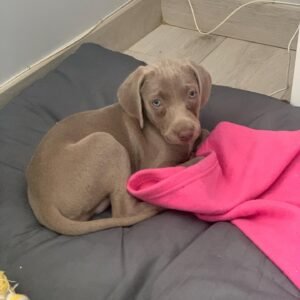 Alana Weimaraner puppy Female - photo 1