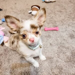 Berry Chihuahua puppy Female - photo 1
