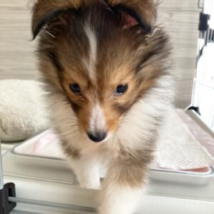 Gingin Premium Puppy puppy Male - photo 1