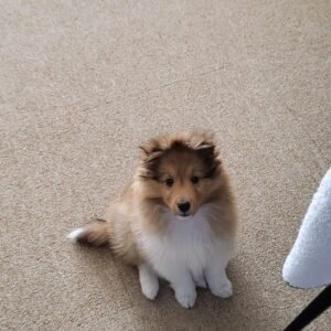 Lemon Premium Puppy puppy Male - photo 1