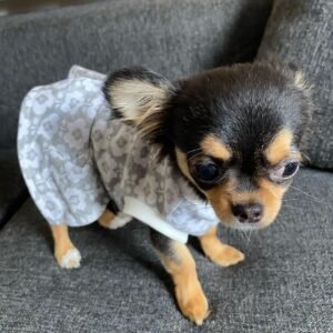 Rito Chihuahua puppy Male - photo 1