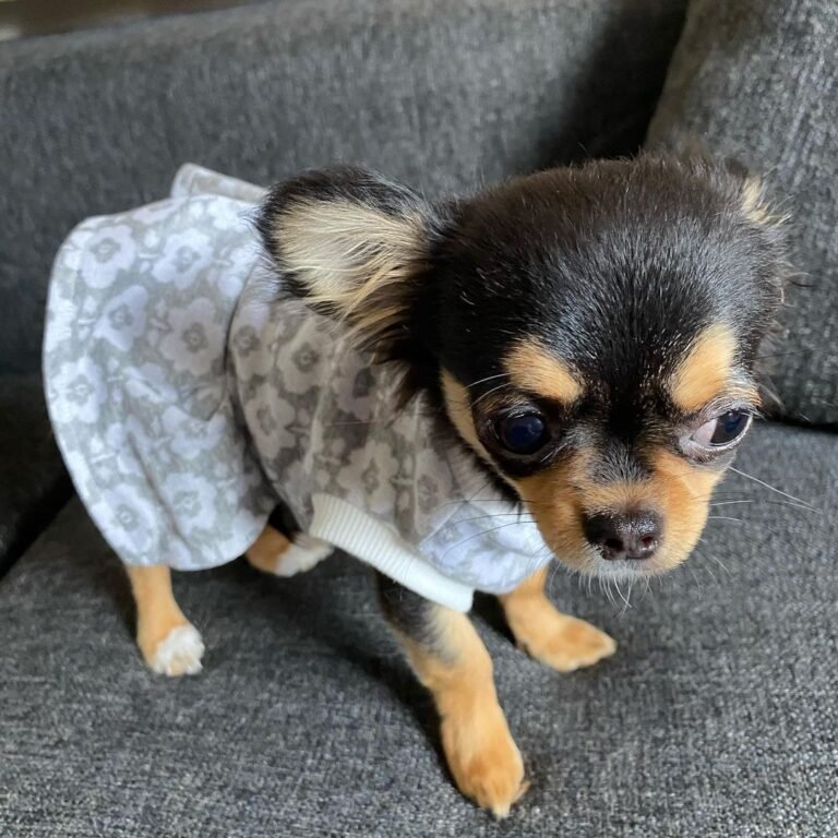 Cachorros Chihuahua en venta
