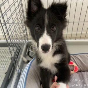 Uru Premium Puppy puppy Female - photo 1