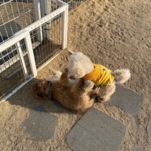Woody Shetland Sheepdog puppy Female - photo 1