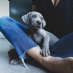 Gray Weimaraner puppy Male - photo 1